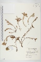 藏品(杉葉佛甲草)的圖片