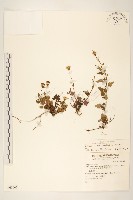 藏品(小蔓黃苑)的圖片