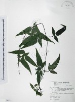 藏品(森氏鐵線蓮)的圖片