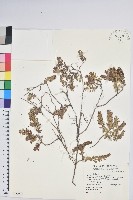 藏品(高山白珠樹)的圖片