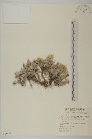 藏品(尼泊爾籟簫)的圖片