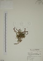 藏品(阿里山龍膽)的圖片