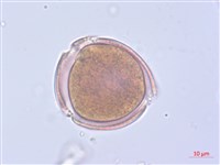 藏品(玉山小米草)的圖片