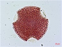 藏品(單花牻牛兒苗)的圖片