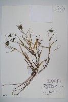 藏品(玉山沙參)的圖片