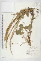 藏品(山芥菜)的圖片