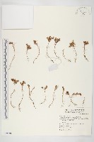 藏品(能高佛甲草)的圖片