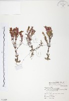 藏品(玉山龍膽)的圖片