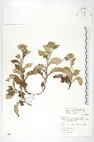 藏品(高山青木香、腺毛青木香)的圖片