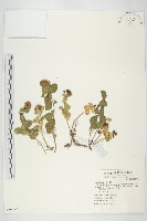 藏品(穗花八寶)的圖片