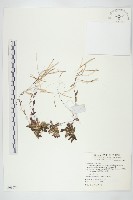 藏品(玉山筷子芥)的圖片