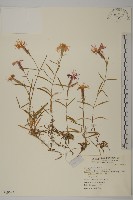 藏品(玉山石竹)的圖片