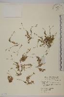 藏品(玉山卷耳)的圖片