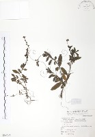 藏品(玉山水苦賈)的圖片