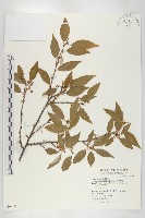 藏品(小葉胡頹子)的圖片