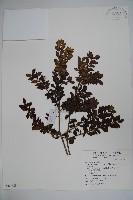 藏品(雲南冬青)的圖片