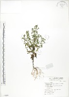 藏品(大籽當藥、巒大當藥)的圖片