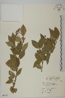 藏品(刺果衛矛)的圖片