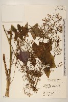 藏品(山苦藚、假福王草)的圖片