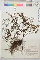 藏品(微毛爪哇唐松草)的圖片