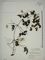 藏品(小木通)的圖片