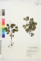 藏品(高山鐵線蓮)的圖片