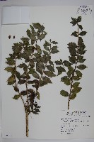 藏品(苗栗冬青)的圖片