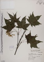 藏品(青楓)的圖片