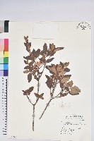 藏品(紅毛杜鵑)的圖片