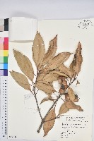 藏品(阿里山三斗石櫟)的圖片