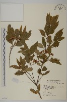 藏品(大丁黃)的圖片