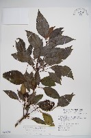 藏品(高山莢迷)的圖片