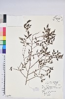 藏品(毛蕊花)的圖片