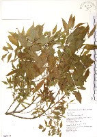 藏品(櫸、雞油)的圖片