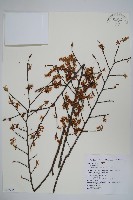 藏品(阿里山千金榆)的圖片