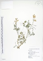 藏品(臺灣黃菫)的圖片