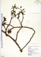 藏品(構樹)的圖片