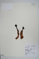 藏品(筆頭蛇菰)的圖片