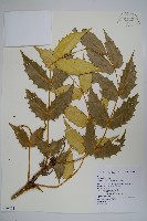 藏品(十大功勞)的圖片