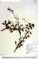 藏品(尖葉槭)的圖片