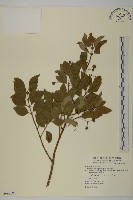 藏品(刺果衛矛)的圖片