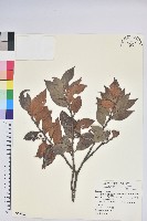 藏品(珍珠花、長尾葉越橘)的圖片