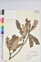 藏品(臺灣杜鵑)的圖片