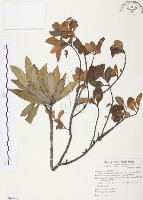 藏品(杜鵑桑寄生)的圖片