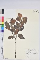 藏品(珍珠花、長尾葉越橘)的圖片