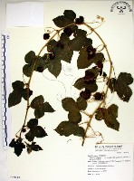 藏品(毛西番蓮)的圖片