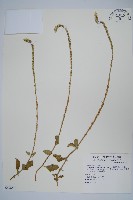 藏品(印度牛膝、土牛藤)的圖片