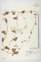 藏品(白花牽牛)的圖片