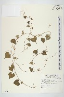 藏品(野牽牛)的圖片