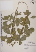 藏品(黃野百合)的圖片